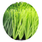55mm Höhen-künstlicher Gras-Rasen-Fußball-synthetisches Gras haltbar fournisseur