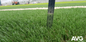 60mm künstliches Gras-Einfüllen-mit hoher Dichte synthetischer Rasen für Fußball fournisseur