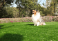 Langes Dauer Mouldproof-Haustier-gefälschtes Gras, künstliches Hundegras mit UV-Beständigkeit fournisseur