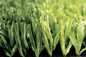 Grün-Fußball-künstlicher Rasen AVG-hoher Qualität, Fußball-synthetischer Gras-Teppich fournisseur