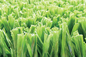 Grün-Fußball-künstlicher Rasen AVG-hoher Qualität, Fußball-synthetischer Gras-Teppich fournisseur