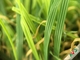 Dekorative Freizeit-künstliche Gras-Teppich-/landschaftlich gestaltenwolldecken 18700Dtex 8 Jahre Garantie- fournisseur