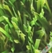 Hohe Wetterbeständigkeits-künstliches Gras im Freien/synthetischer Gras-Teppich fournisseur