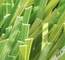 Mischungs-Feld Olive Green Soccer Field Lawn mit Stamm drei und entspiegeltes fournisseur
