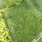 Mischungs-Feld Olive Green Soccer Field Lawn mit Stamm drei und entspiegeltes fournisseur