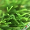 Swimmingpool-Dekorations-Gras-immer grünes Gras mit natürlichem Bild fournisseur