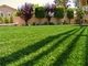 Landschaftsgras-Rasen-Gras-Teppich für im Garten arbeitenden Plastikrasen für Garten fournisseur