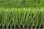 FIFA-Rasen-Fußball bedecken 40mm Fußball-Rasen-künstlichen Gras-Fußball mit Gras fournisseur